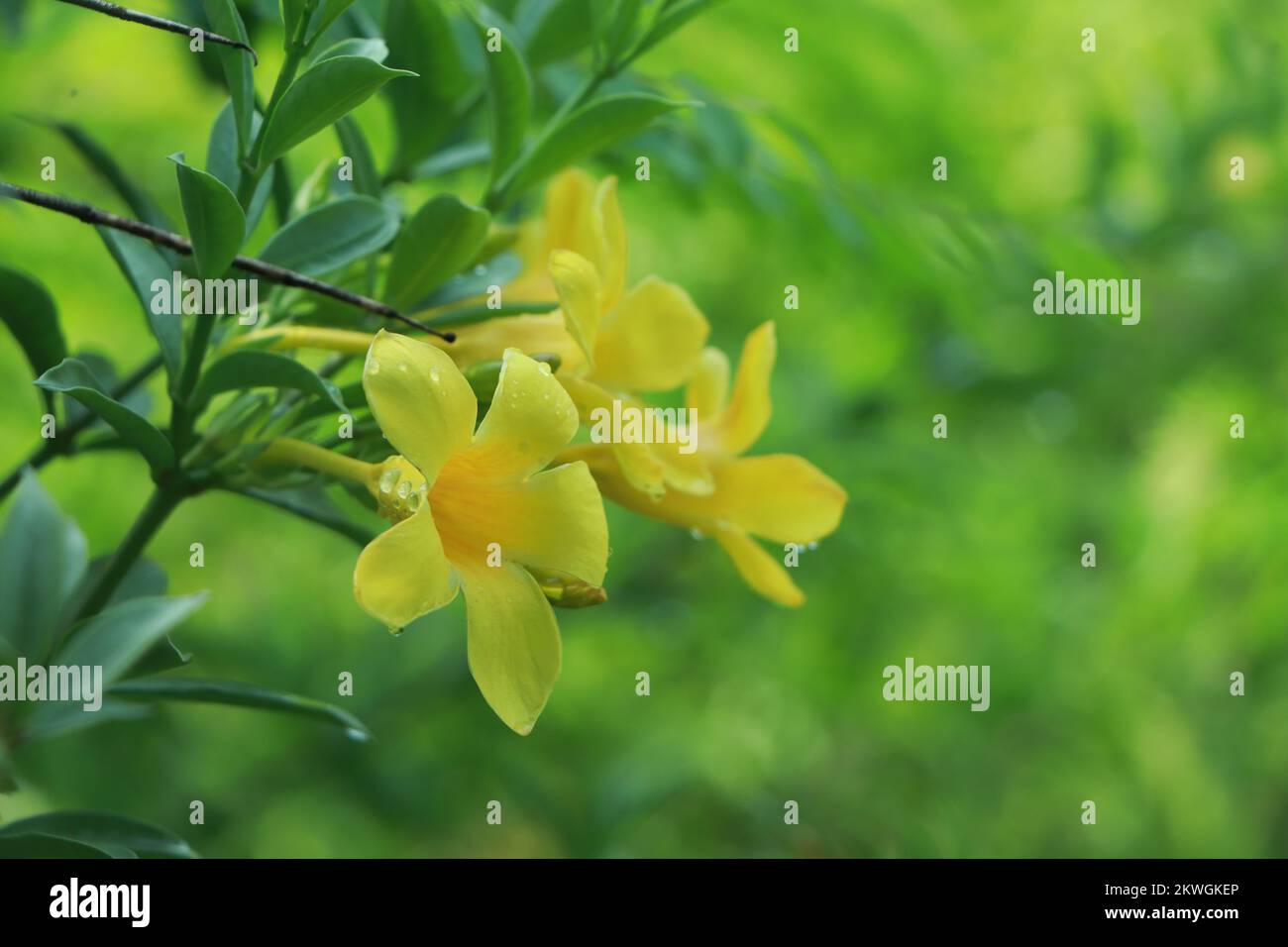 Allamanda cathartica, die gemeinhin als Goldene Trompete, gemeinsame trumpetvine und gelb Allamanda ist eine Pflanzenart aus der blühenden Pflanze der Gattung Allamanda Stockfoto