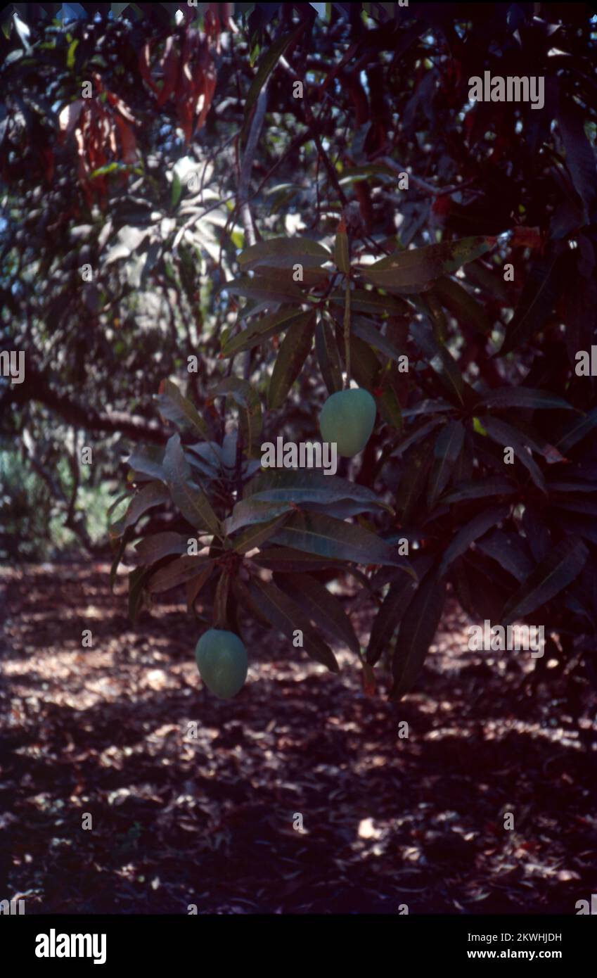 Mangifera indica, gemeinhin als Mango bekannt, ist eine Art Blütenpflanze der Familie Anacardiaceae. Es handelt sich um einen großen Obstbaum, der bis zu einer Höhe von 30 Metern wachsen kann. In modernen Mangos gibt es zwei unterschiedliche genetische Populationen – den „indischen“ und den „südostasiatischen“ Typ. Die großen Blätter eines Mangobaums sind lederfarben, 5 bis 16 cm lang und bleiben ein Jahr oder länger auf dem Baum. Blumen werden in Terminalpanikeln oder -Clustern mit einer Länge von 4 bis 16 cm produziert. Jede Blume ist klein mit weißen Blütenblättern und einem milden süßen Aroma. Stockfoto