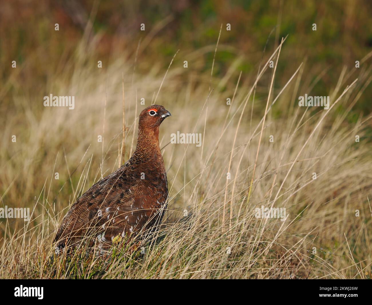 Rote Moorhühner auf Bergmoorland in Nordwales, die für die Vögel bewirtschaftet werden. Diese Person hat angerufen und gestillt. Stockfoto