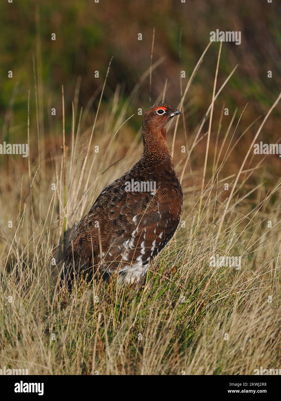 Rote Moorhühner auf Bergmoorland in Nordwales, die für die Vögel bewirtschaftet werden. Diese Person hat angerufen und gestillt. Stockfoto