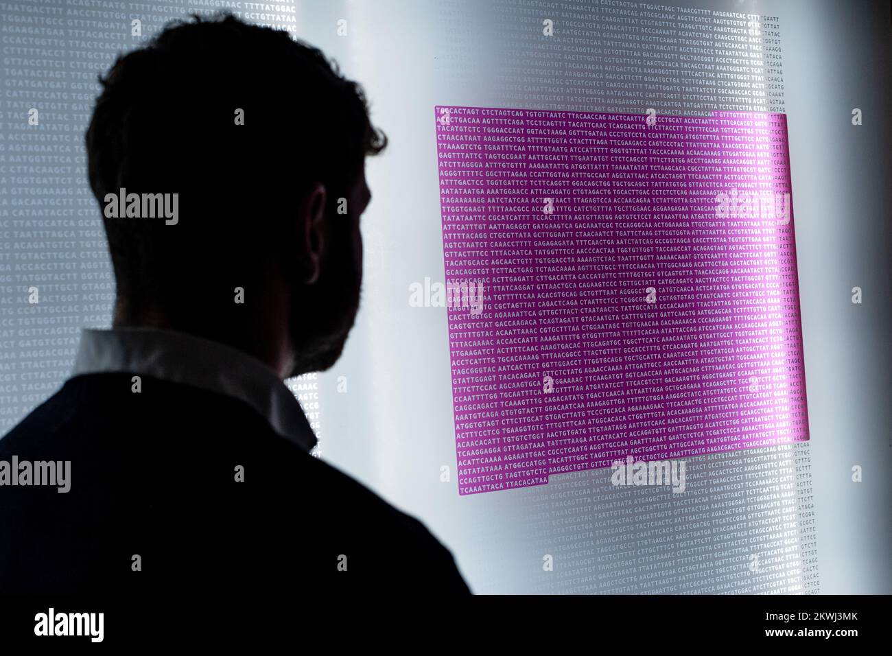 London, England. 30.12.22. Der genetische Code für das Virus, das COVID-19 verursacht, ist rosa hervorgehoben und die Sequenz, die für die Produktion des Spike-Proteins bei der Injektion von Hoffnung verantwortlich ist: Das Rennen um einen COVID-19-Impfstoff im Wissenschaftsmuseum. Injection Hope öffnet heute und erforscht die weltweiten Bemühungen, Impfstoffe in pandemischer Geschwindigkeit zu entwickeln. Credit: SMP News / Alamy Live News Stockfoto London, England. 30.12.22. Der genetische Code für das Virus, das COVID-19 verursacht, ist rosa hervorgehoben und die Sequenz, die für die Produktion des Spike-Proteins bei der Injektion von Hoffnung verantwortlich ist: Das Rennen um einen COVID-19-Impfstoff im Wissenschaftsmuseum. Injection Hope öffnet heute und erforscht die weltweiten Bemühungen, Impfstoffe in pandemischer Geschwindigkeit zu entwickeln. Credit: SMP News / Alamy Live News Stockfoto