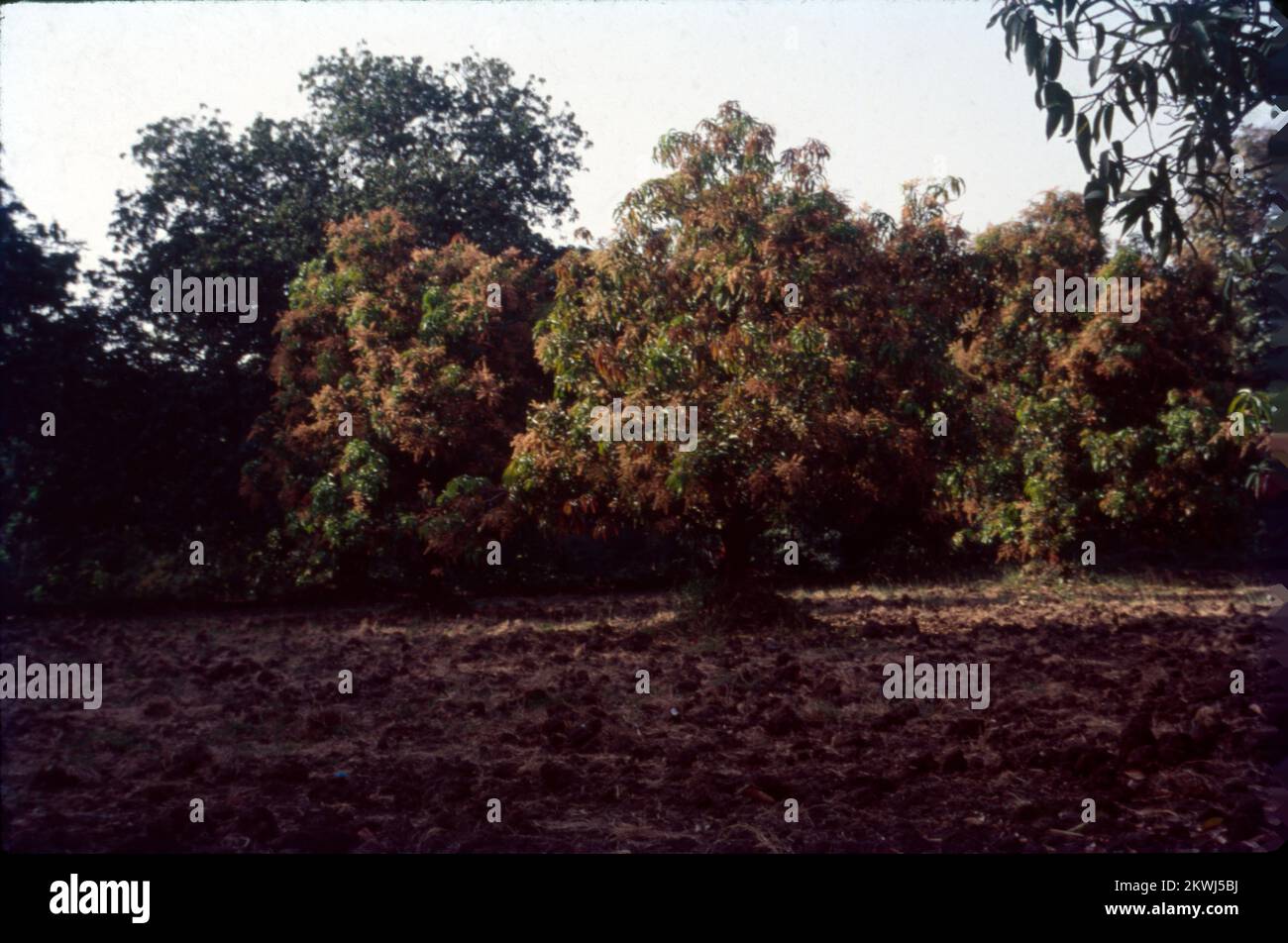 Mangifera indica, gemeinhin als Mango bekannt, ist eine Art Blütenpflanze der Familie Anacardiaceae. Es handelt sich um einen großen Obstbaum, der bis zu einer Höhe von 30 Metern wachsen kann. In modernen Mangos gibt es zwei unterschiedliche genetische Populationen – den „indischen“ und den „südostasiatischen“ Typ. Die großen Blätter eines Mangobaums sind lederfarben, 5 bis 16 cm lang und bleiben ein Jahr oder länger auf dem Baum. Blumen werden in Terminalpanikeln oder -Clustern mit einer Länge von 4 bis 16 cm produziert. Jede Blume ist klein mit weißen Blütenblättern und einem milden süßen Aroma. Indien Stockfoto