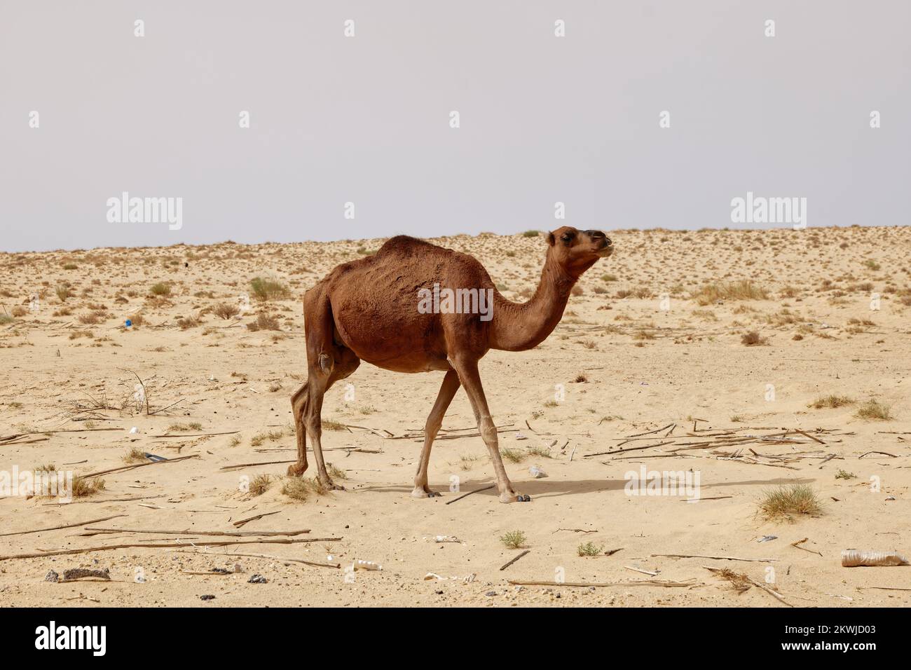 Einsames Kamel in der Wüste. Wilde Tiere in ihrem natürlichen Lebensraum. Wildnis und Dürre Landschaften. Reise- und Tourismusziel in der Wüste. Stockfoto