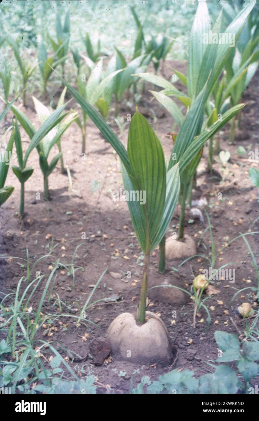 Eine Kokosnuss ist die essbare Frucht der Kokospalme (Cocos nucifera), einem Baum der Palmenfamilie. Kokosnussfleisch ist fettreich und kann getrocknet, frisch verzehrt oder zu Kokosmilch oder Kokosöl verarbeitet werden. Die Flüssigkeit der Nuss, auch Kokosnusswasser genannt, wird in Getränken verwendet. Die Kokospalme ist eine langlebige Pflanze; sie hat einen einzigen Stamm, 20-30 Meter hoch, ihre Rinde ist glatt und grau, gekennzeichnet durch Ringnarben, die von heruntergefallenen Blattbasen hinterlassen wurden. Der Baum kann bis zu 100 Jahre leben und einen jährlichen Ertrag von 50 bis 100 Kokosnüssen erzeugen. Stockfoto