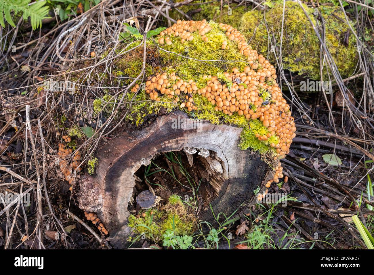 Pilz, der auf einem verfallenen Baumstamm wächst Stockfoto