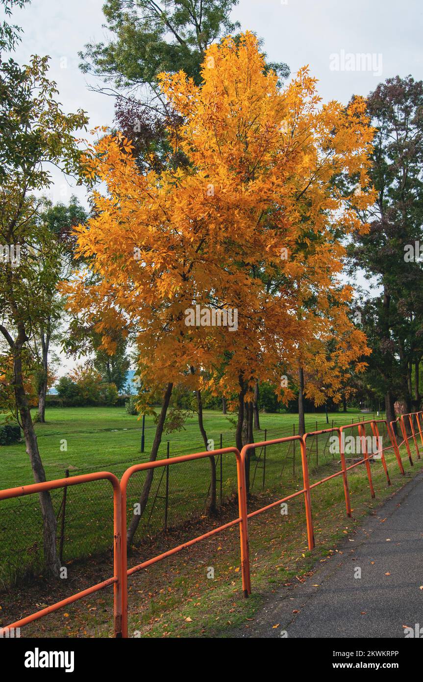 Orangefarbene Herbstblätter, fotografiert am Balaton, Ungarn im Oktober Stockfoto