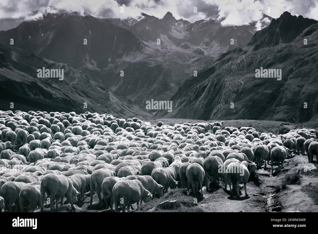 Eine Schaffenherde, die durch das Aosta-Tal geht, italienische alpen Stockfoto