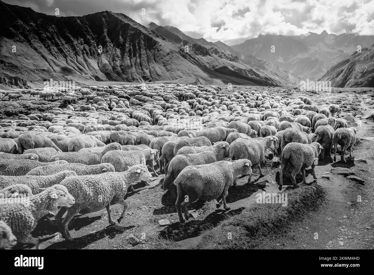 Eine Schaffenherde, die durch das Aosta-Tal geht, italienische alpen Stockfoto