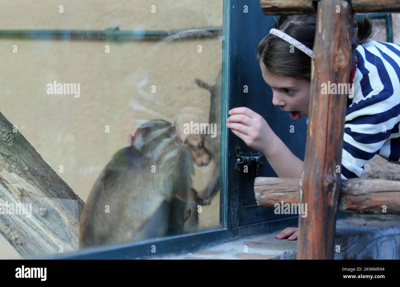 11.10.2012., Skopje, Mazedonien - ZOO in Skopje wurde 1926 von einer dreiköpfigen kommission unter Leitung von Stanko Karaman gegründet. Als der Zoo eröffnet wurde, erstreckte er sich über nur 4 Hektar und stellte nur wenige Tiere aus, die er als Geschenk erhalten hatte. Mit einer Entscheidung des stadtrats von Skopje im Jahr 1965 und der Neubauten der Stadt im Jahr 1966 wurde der Zoo auf seine aktuelle Größe erweitert. Der Zoo von Skopje ist ein 12 Hektar großer Zoo im Gradski Park. Es ist die Heimat von etwa 300 Tieren, die 56 Arten repräsentieren Foto: Sanjin Strukic/PIXSELL Stockfoto