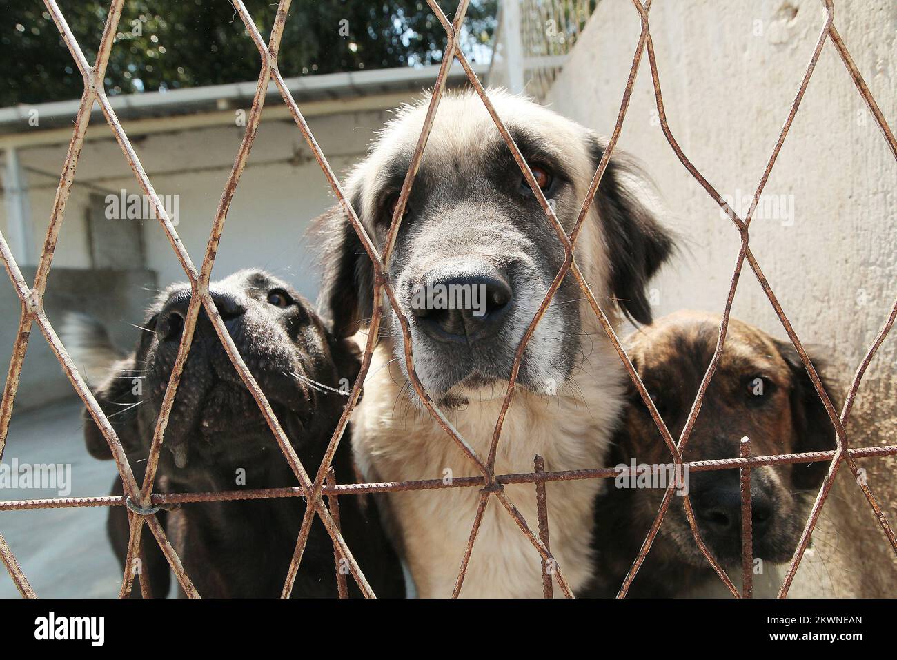 13.08.2013., Koprivnica, Kroatien - bis Ende dieser Woche werden 25 Tiere aus der Hundeanstalt nach Deutschland verlegt, wo sie auf ein neues Zuhause gewartet haben. Das Asylum endet täglich mit mindestens einem Hund oder einer Katze, die unverantwortliche Besitzer oft einfach über einen zwei Meter hohen Zaun werfen oder sie vor der Anstalt stehen lassen. Foto: Marijan Susenj/PIXSELL Stockfoto