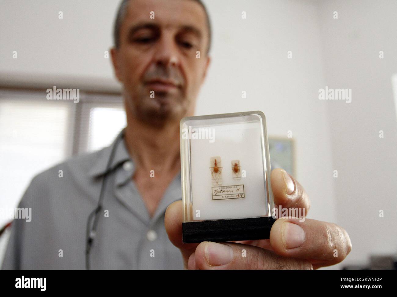 08/16/2013., Split - Direktor des Naturhistorischen Museums in Split, Nediljko Zevrnja mit Insekten, die nach 70 Jahren in Deutschland zurückgegeben werden. Dabei handelt es sich um zwei gefüllte Insekten in einer Glasbox mit gekennzeichneten Stellen und dem Jahr des Befundes (1913). Insekten wurden vor genau hundert Jahren in der Höhle gesammelt, die zu einem Schutzgebiet geworden ist. Der deutsche Wissenschaftler Klaus Kuehne nahm die Insekten in 1943. Jahr mit. Das Museum wurde zerstört und alle konnten hinein, und Kuehne nahm als Souvenir Insekten in Glasflaschen, die sein Sohn Stefan an an seinen ursprünglichen Ort zurückkehrte. Foto: Tino Juric / Stockfoto