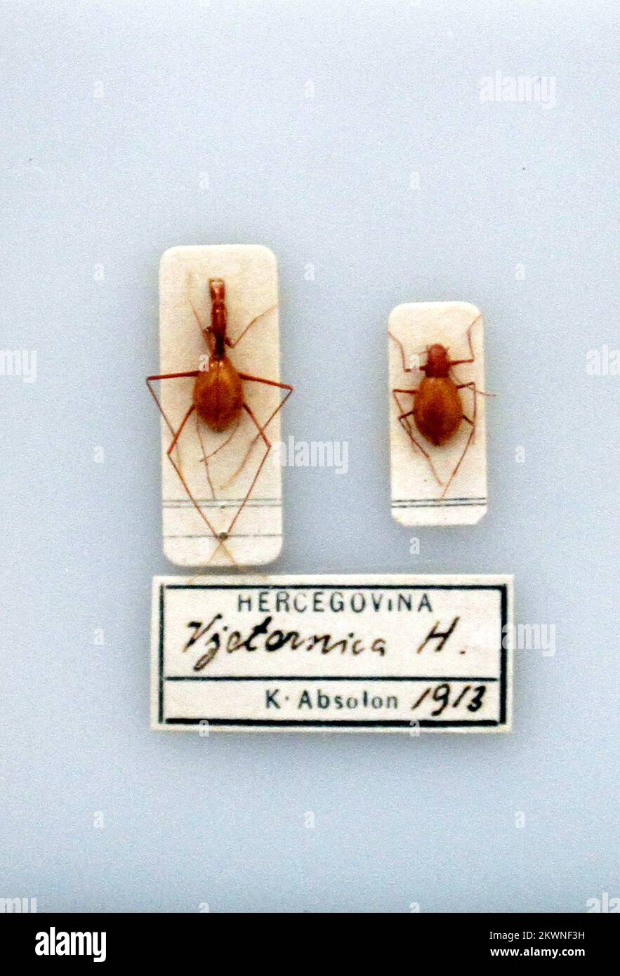 08/16/2013., Split - Direktor des Naturhistorischen Museums in Split, Nediljko Zevrnja mit Insekten, die nach 70 Jahren in Deutschland zurückgegeben werden. Dabei handelt es sich um zwei gefüllte Insekten in einer Glasbox mit gekennzeichneten Stellen und dem Jahr des Befundes (1913). Insekten wurden vor genau hundert Jahren in der Höhle gesammelt, die zu einem Schutzgebiet geworden ist. Der deutsche Wissenschaftler Klaus Kuehne nahm die Insekten in 1943. Jahr mit. Das Museum wurde zerstört und alle konnten hinein, und Kuehne nahm als Souvenir Insekten in Glasflaschen, die sein Sohn Stefan an an seinen ursprünglichen Ort zurückkehrte. Foto: Tino Juric / Stockfoto