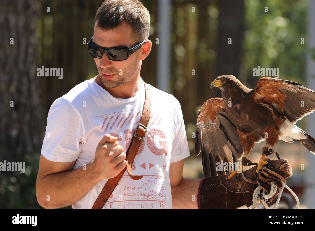 23.08.2013., Sibenska Dubrava - Falconry Centre befindet sich in einem Pinienwald in Dubrava, nur 8 km vom Zentrum von Sibenik entfernt, ist ein einzigartiger Ort, wo Besucher mehr über das geheimnisvolle Leben der Himmelsjäger - Falken - erfahren können. Greifvögel haben den Menschen immer beeindruckt, und so alt die Falknerei und die Jagd mit einem Falken ist wie die alten Kulturen unseres Planeten. Die erste wurde 5000 v. Chr. gefunden. In China, wo sich durch Persien und den Nahen Osten im Mittelalter nach Europa ausbreitete, und dabei volle Unterstützung erfuhr. Mit dem Aufkommen der Waffenjagd verlor die Falknerei ihre Popularität, überlebt aber dank Stockfoto