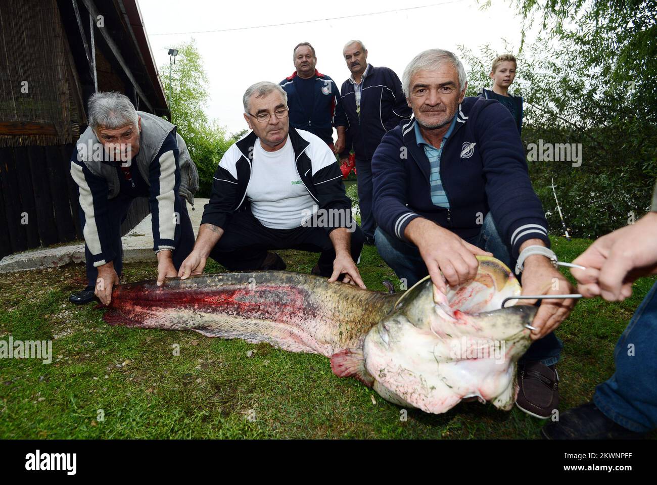 15.09.2013., Turcin, Kroatien - auf Turcinseen in der Nähe der Stadt Varazdin Bozidar Cikac fing 48 Kilogramm (105 Pfund) Welse und 6 Meter lang. In der Nacht zaubert derselbe Mann zwei weitere Katzenfische weicher 25 und 15 Kilogramm. Foto: Marko Jurinec/PIXSELL Stockfoto