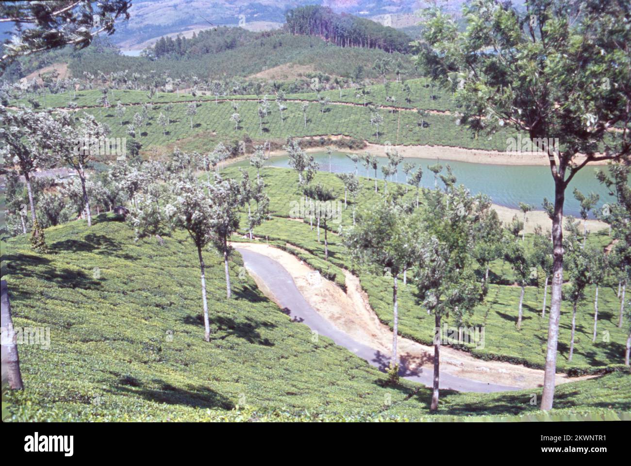 Teegarten und Seen im Bundesstaat Munnar, Kerala, liegen auf einer Höhe von 8000 m über dem Meeresspiegel. Diese orthodoxen Teeplantagen in Munnar behaupten, eine der höchsten der Welt zu sein und sind berühmt für ihren aromatischen Tee. Es ist auch bekannt für Schokolade und aromatisierte Gewürze. Indien Stockfoto