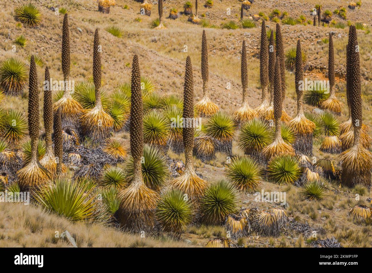 Feld Puya de Raimondi und Tal von Carpa, Cordillera Blanca, Anden, Peru Stockfoto