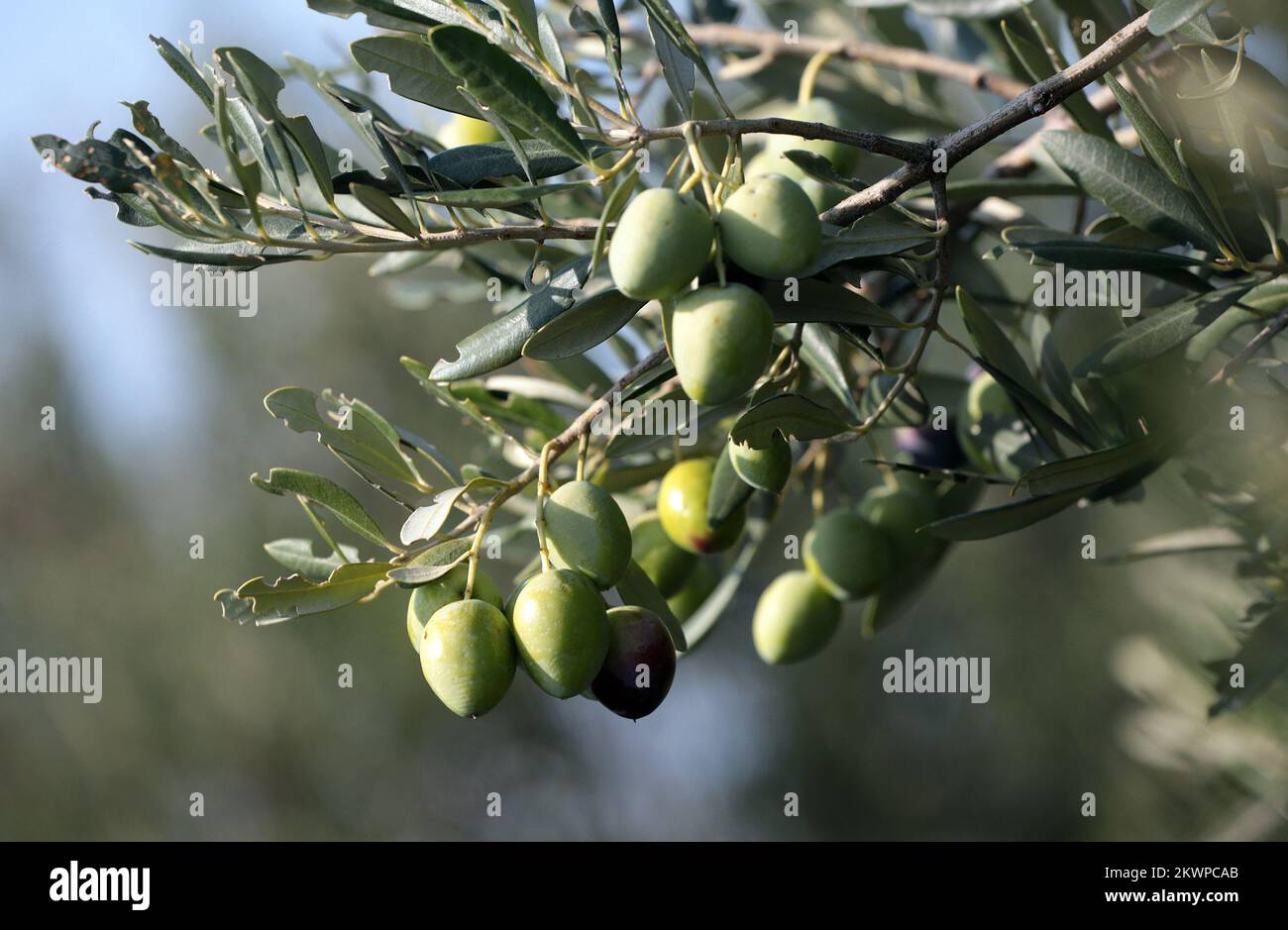 31.10.2013., Primosten, Kroatien - die Olivenernte hat begonnen Foto: Zarko Basic/PIXSELL Stockfoto