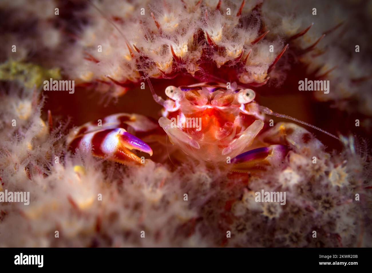 Rosafarbene, weiche Korallenkrabbe am Korallenriff Stockfoto