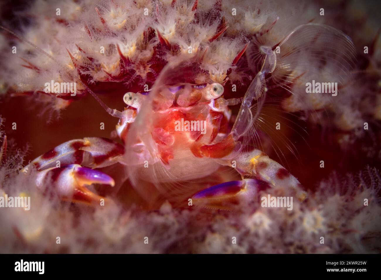 Rosafarbene, weiche Korallenkrabbe am Korallenriff Stockfoto