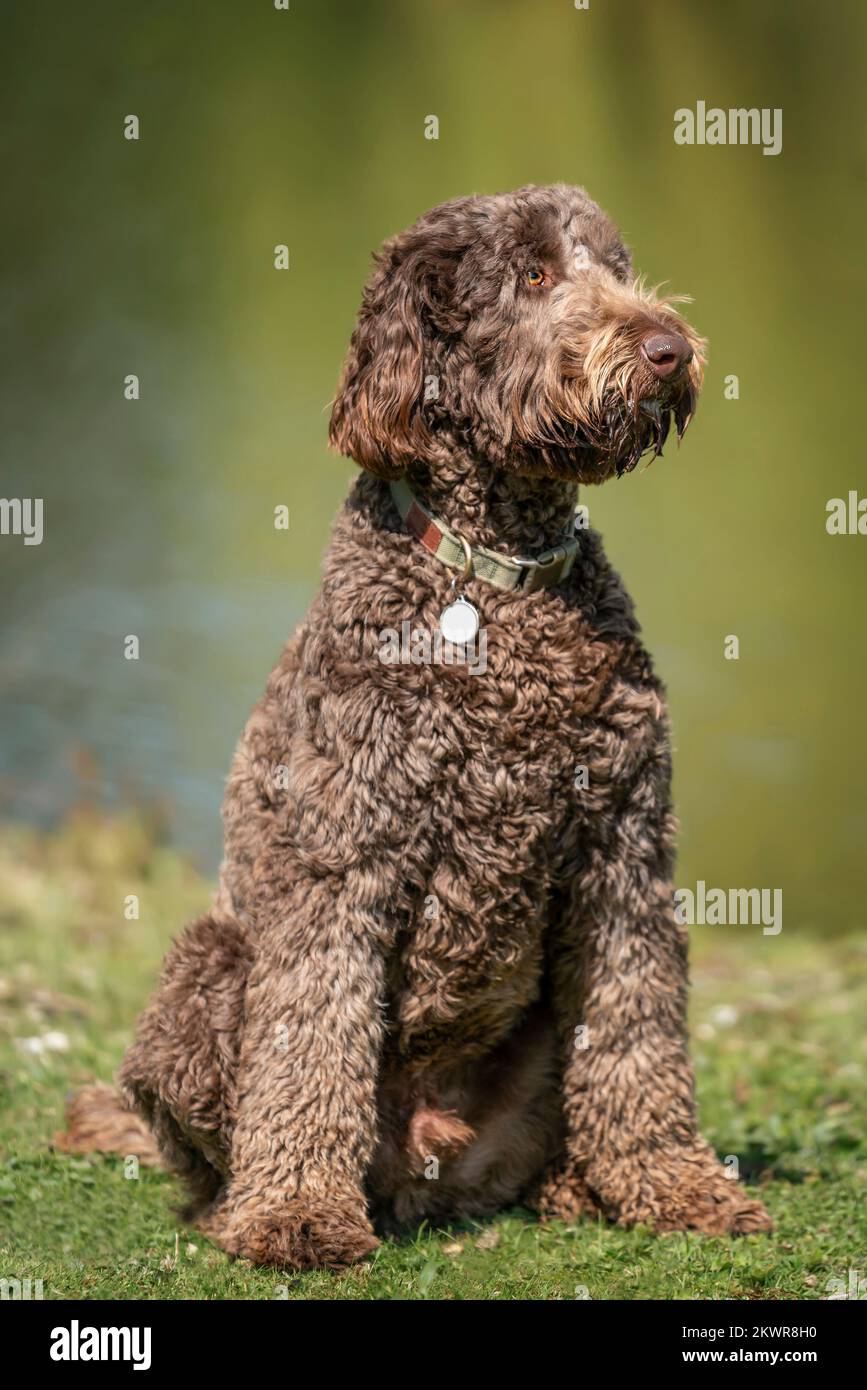 Der große Riesen-Labradoodle sitzt und schaut von der Kamera weg, an einem Teich Stockfoto