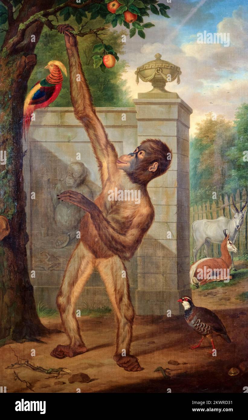 Tethart Philipp Christian Haag, ein Orang-Utan aus dem Zoo von Stadholder Willem V (1748-1806), pflückt einen Apfel, malt in Öl auf Leinwand, 1777 Stockfoto