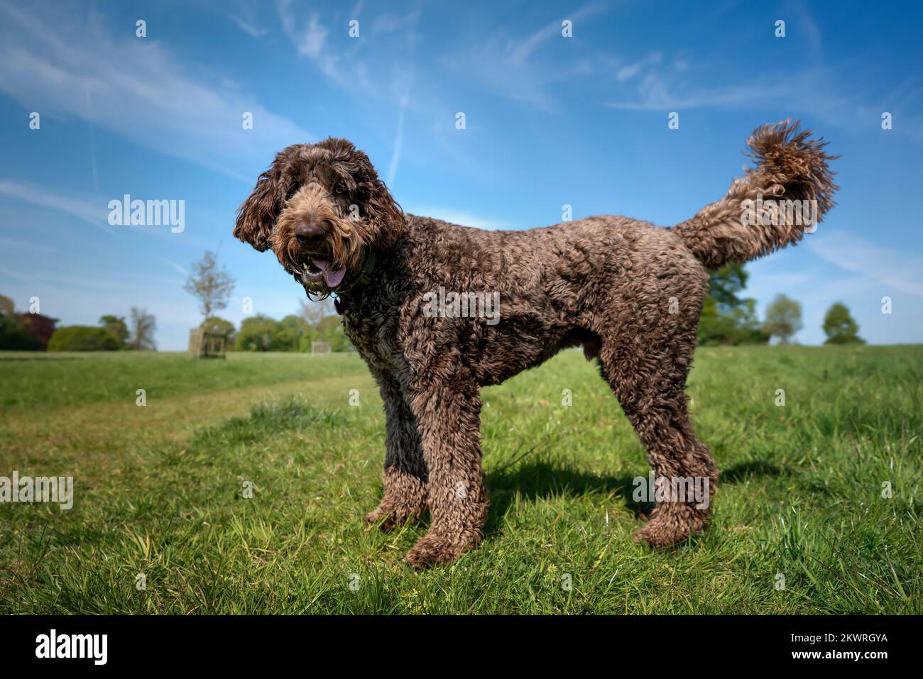 Der große Riesen-Labradoodle steht auf einem Feld und schaut mit einem fröhlichen Gesicht in die Kamera Stockfoto