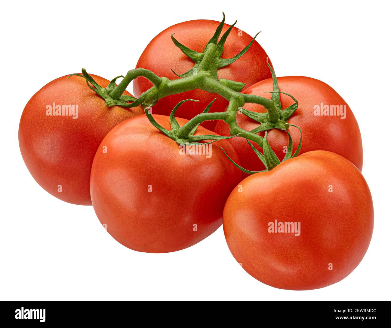 Tomatenzweig isoliert auf weißem Hintergrund Stockfoto