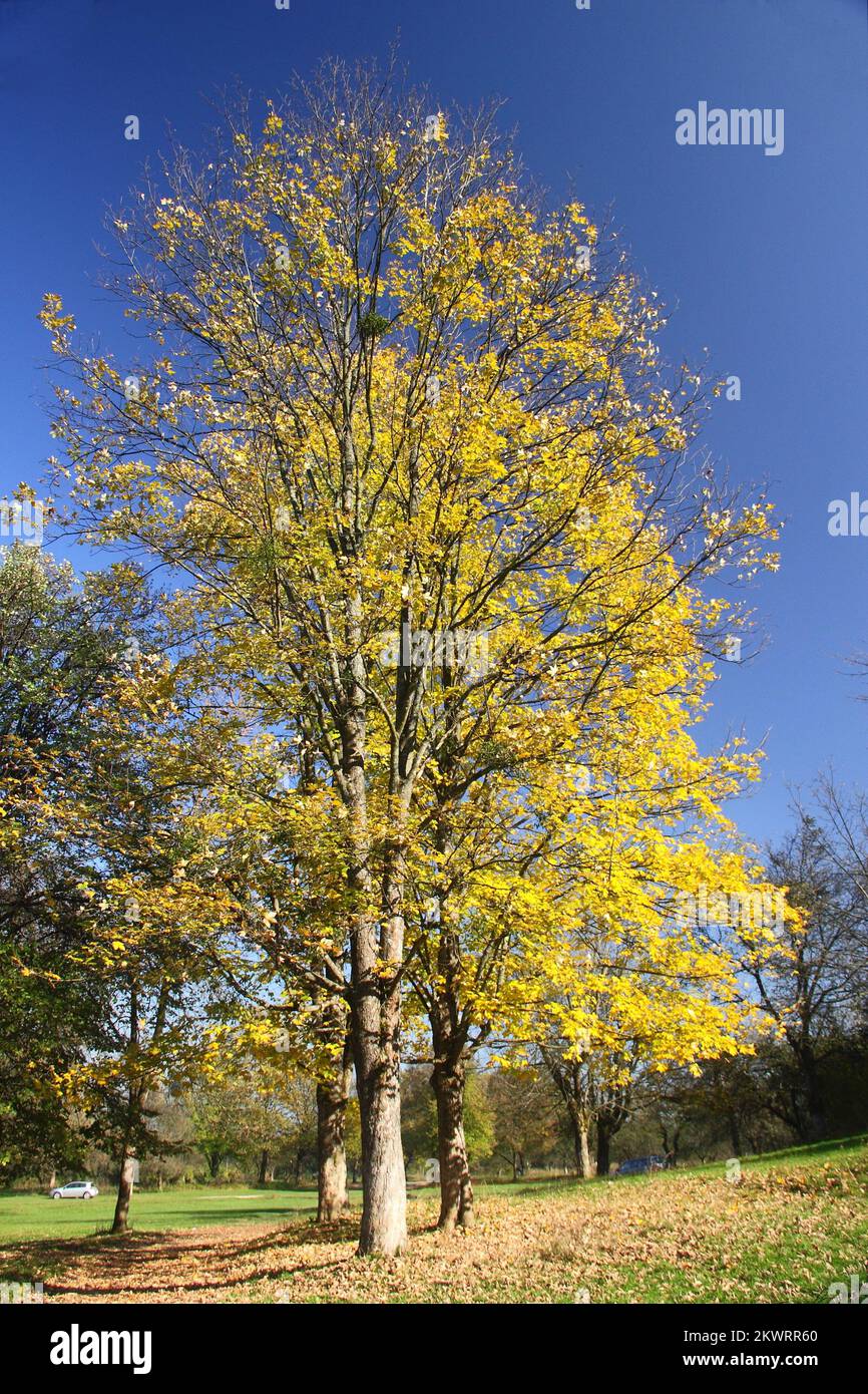 02.11.2014., Sarajevo, Bosnien und Herzegowina - das Herbstwetter von Nizza zog viele Bürger in das berühmte Urlaubsgebiet Stojcevac und Vrelo Bosne. Foto: Aleksandar Knezevic/HaloPix/PIXSELL Stockfoto