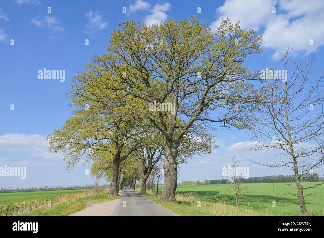 Frühling, Eichenallee, L092 bei Friedrichsmoor, Mecklenburg-Vorpommern, Deutschland Stockfoto