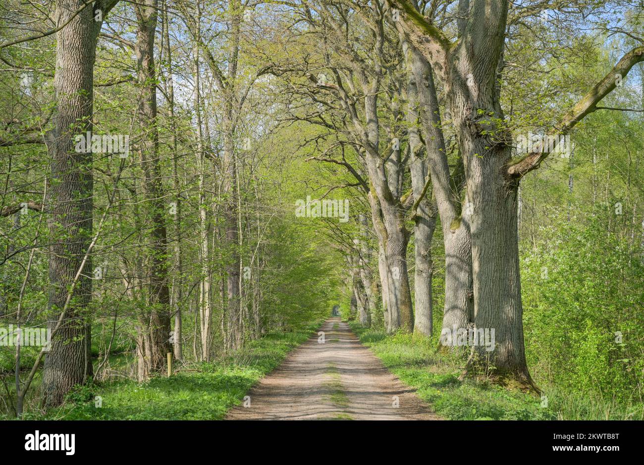 Waldweg, Eichenallee, Friedrichsmoor, Mecklenburg-Vorpommern, Deutschland Stockfoto