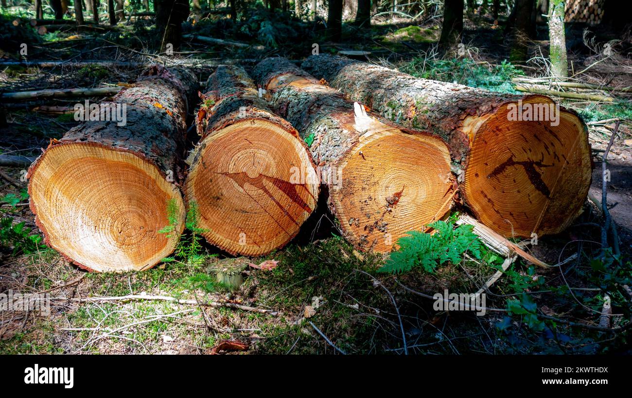 Wachstumsringe an der Oberfläche frisch geschnittener Bäume Stockfoto