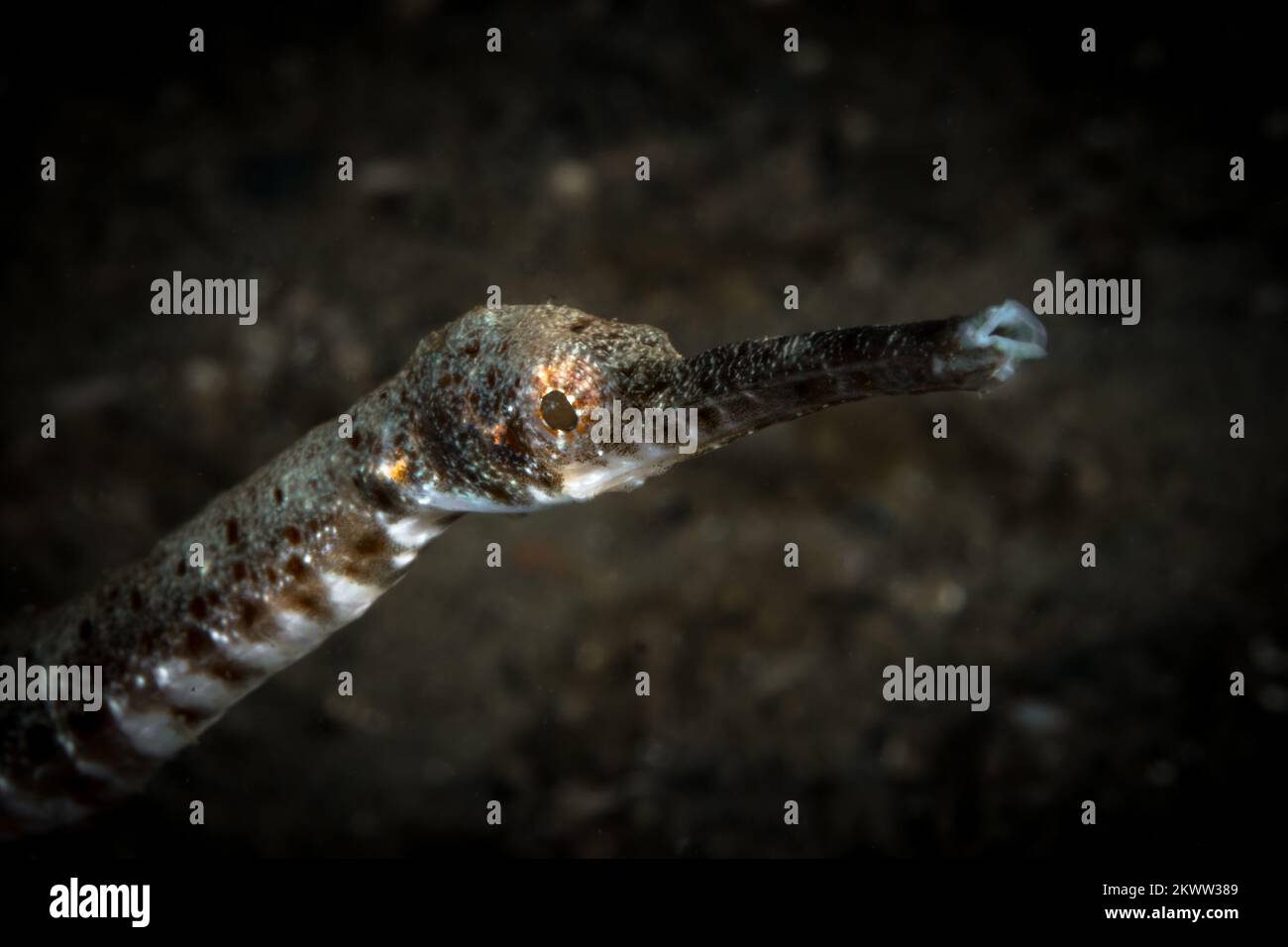 Verhalten von Meerestieren – Tarntechniken, die unter Wasser verwendet werden, um sich vor Raubtieren im Pazifischen Ozean zu verstecken Stockfoto