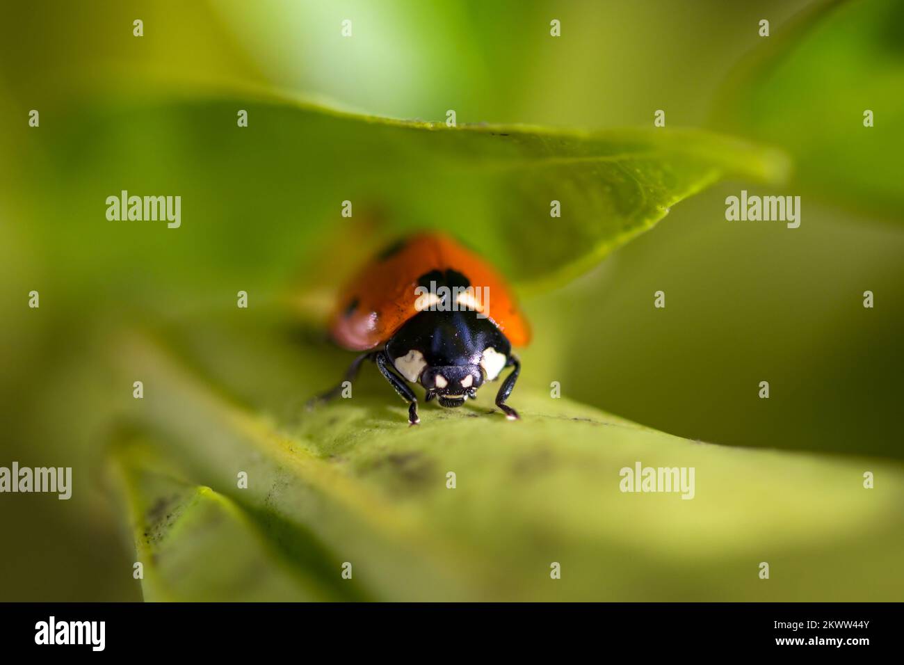 Makrobild eines Marienkäfers, Coccinellidae, Käfer, der den Stiel einer orangefarbenen Pflanze hochgeht, rote, schwarze und weiße Augen in Herzform Stockfoto