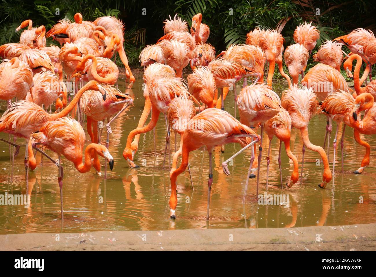 Eine Schar von schwärmenden roten und rosa Flamingos im zoo von singapur Stockfoto