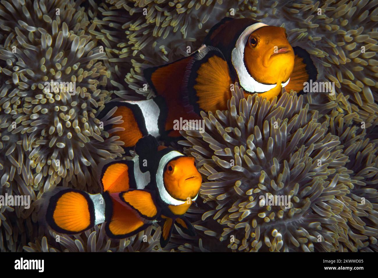 Süßer Orangen-Clownfisch, der über einer bunten Anemone im Indo-Pazifik schwimmt Stockfoto