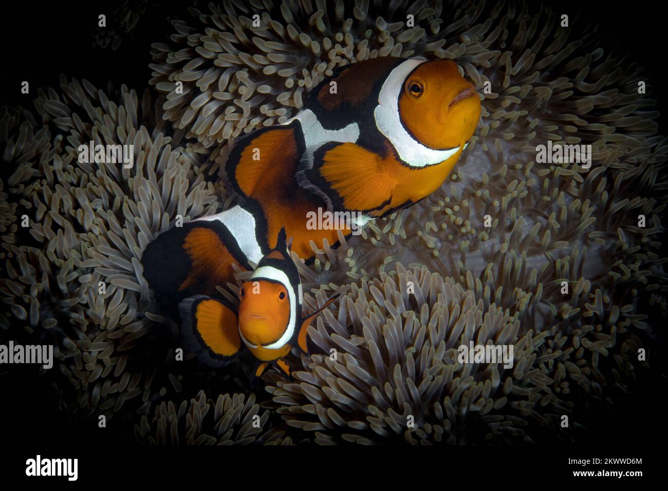 Süßer Orangen-Clownfisch, der über einer bunten Anemone im Indo-Pazifik schwimmt Stockfoto