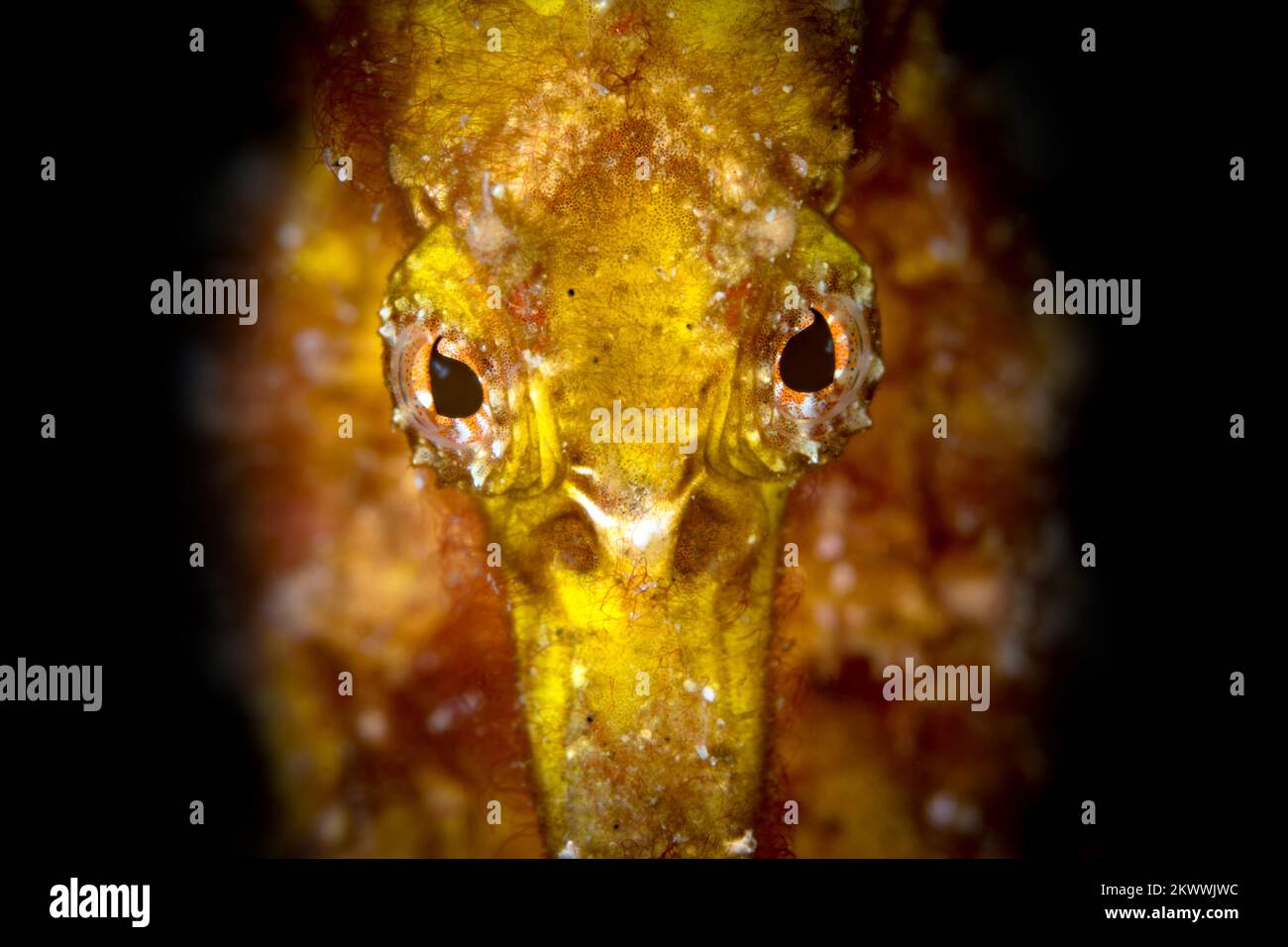 Nahaufnahme des gelben Seepferdchens - Hippocampus Kuda Stockfoto