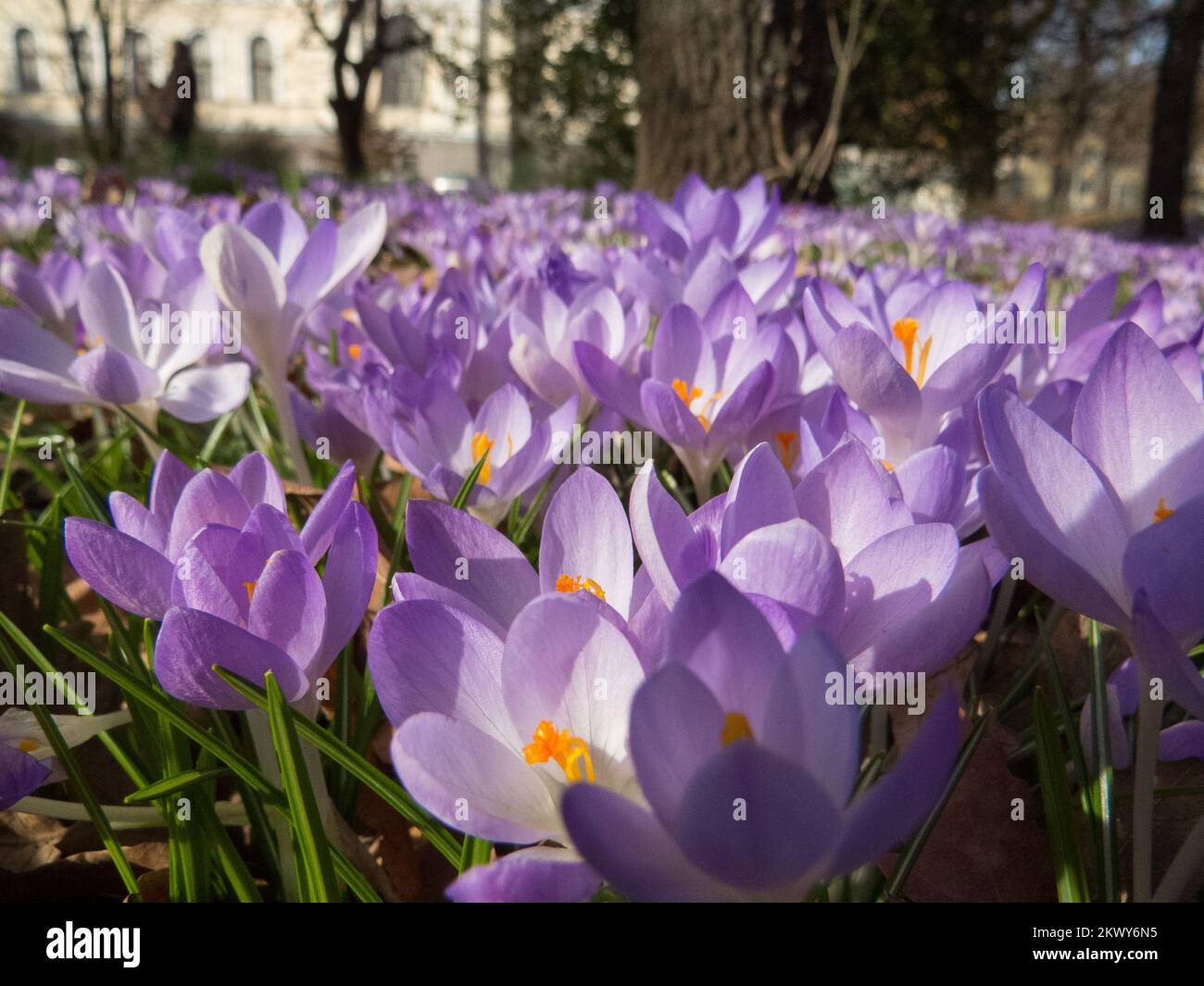 02.03.2017., Sarajevo, Bosnien und Herzegowina - Krokusse im Stadtpark. Foto: Aleksandar Knezevic/HaloPix/PIXSELL Stockfoto