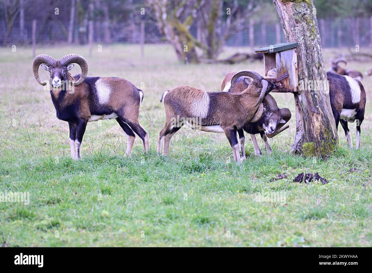 Cumberland Wildlife Park Grünau, Oberösterreich, Österreich. Mufflon (Ovis gmelini) Stockfoto