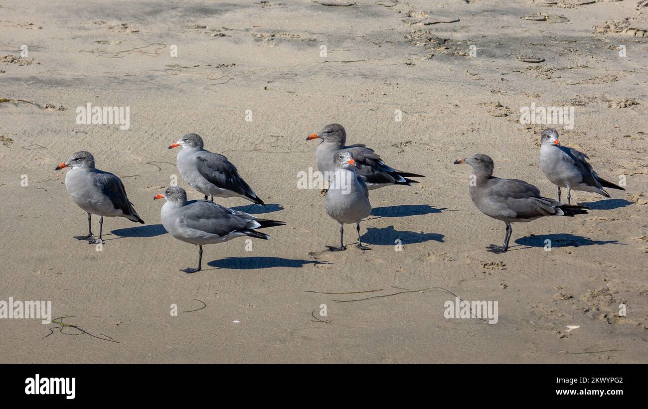 Heermanns Möwen mit den roten, schwarzen Schnäbeln und den grau-blauen Federn am Pazifikstrand von Malibu, Kalifornien Stockfoto