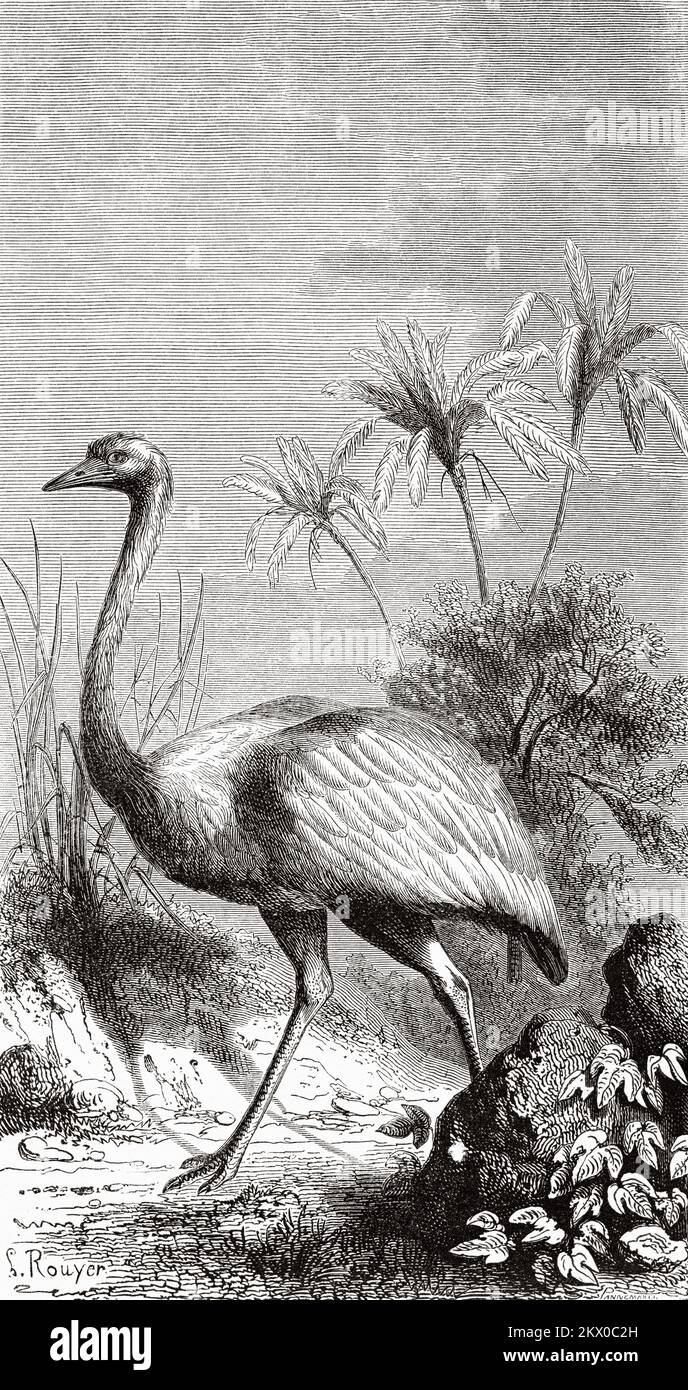 großrhea (Rhea americana), amerikanischer Strauß, Patagonien. Chile, Südamerika. Tagebuch einer Reise zur Magellanstraße von V de Rochas 1856-1859. Le Tour du Monde 1861 Uhr Stockfoto