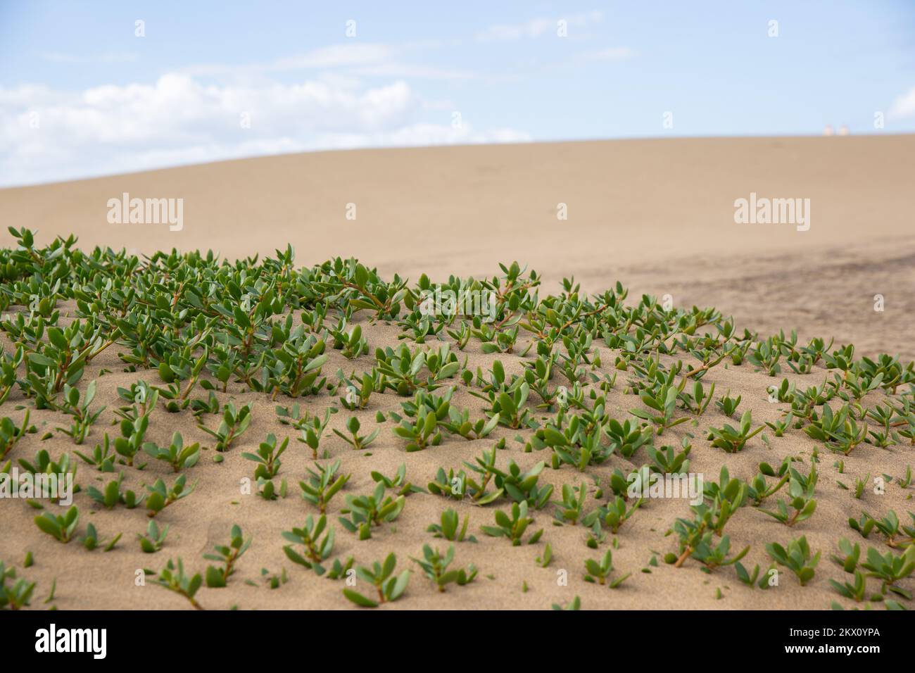 Sanddünen. Berühmter Naturpark Maspalomas Dünen auf Gran Canaria bei Sonnenuntergang, Kanarische Insel, Spanien. Stockfoto