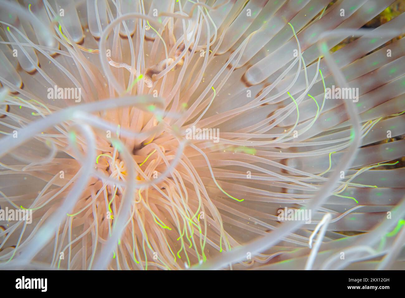 Nahaufnahme des Röhrenwurms unter Wasser im Mittelmeer Stockfoto