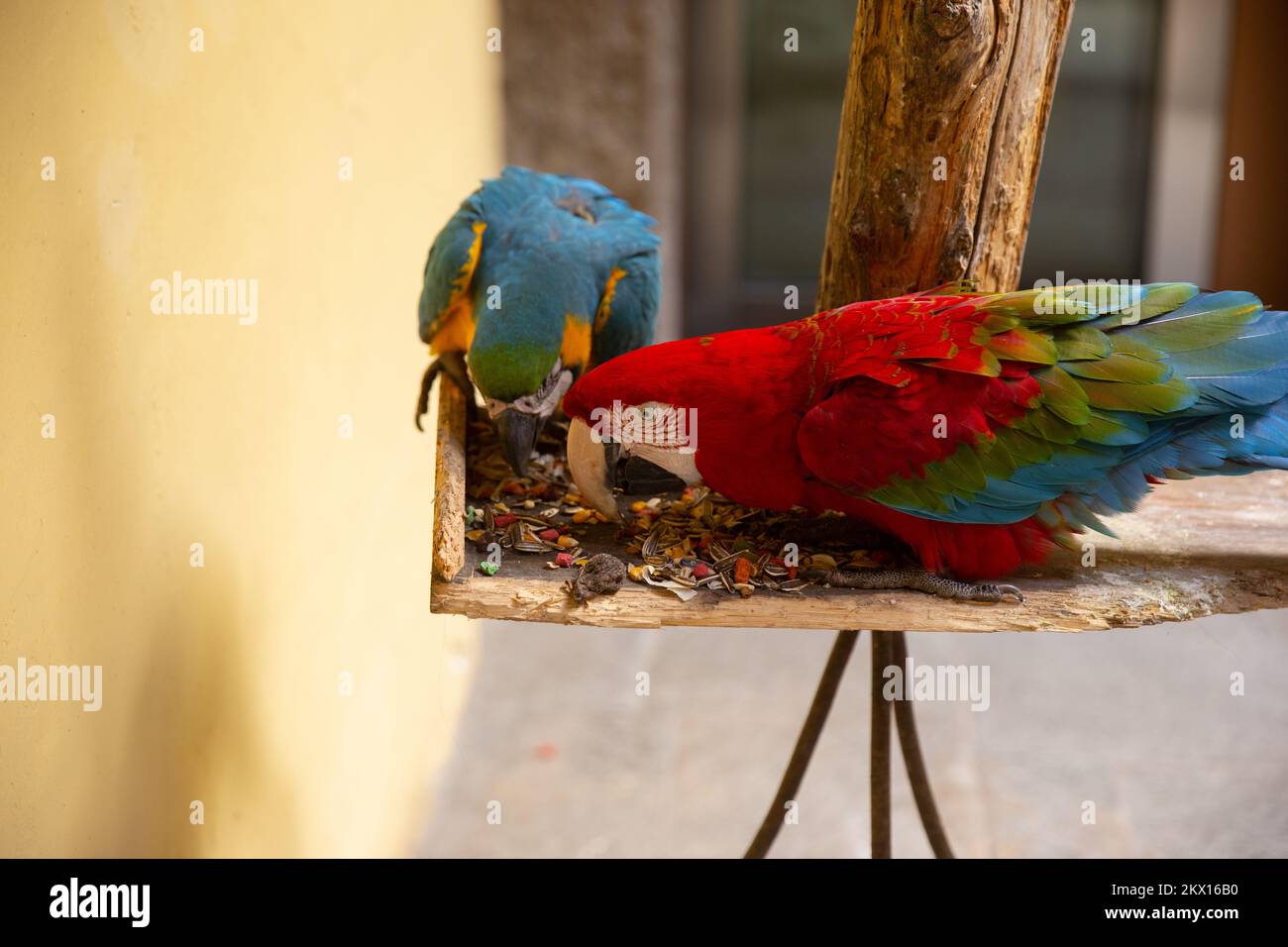 Papageien: Scharlach-Ara. Ein paar blau-rote Aras. Stockfoto