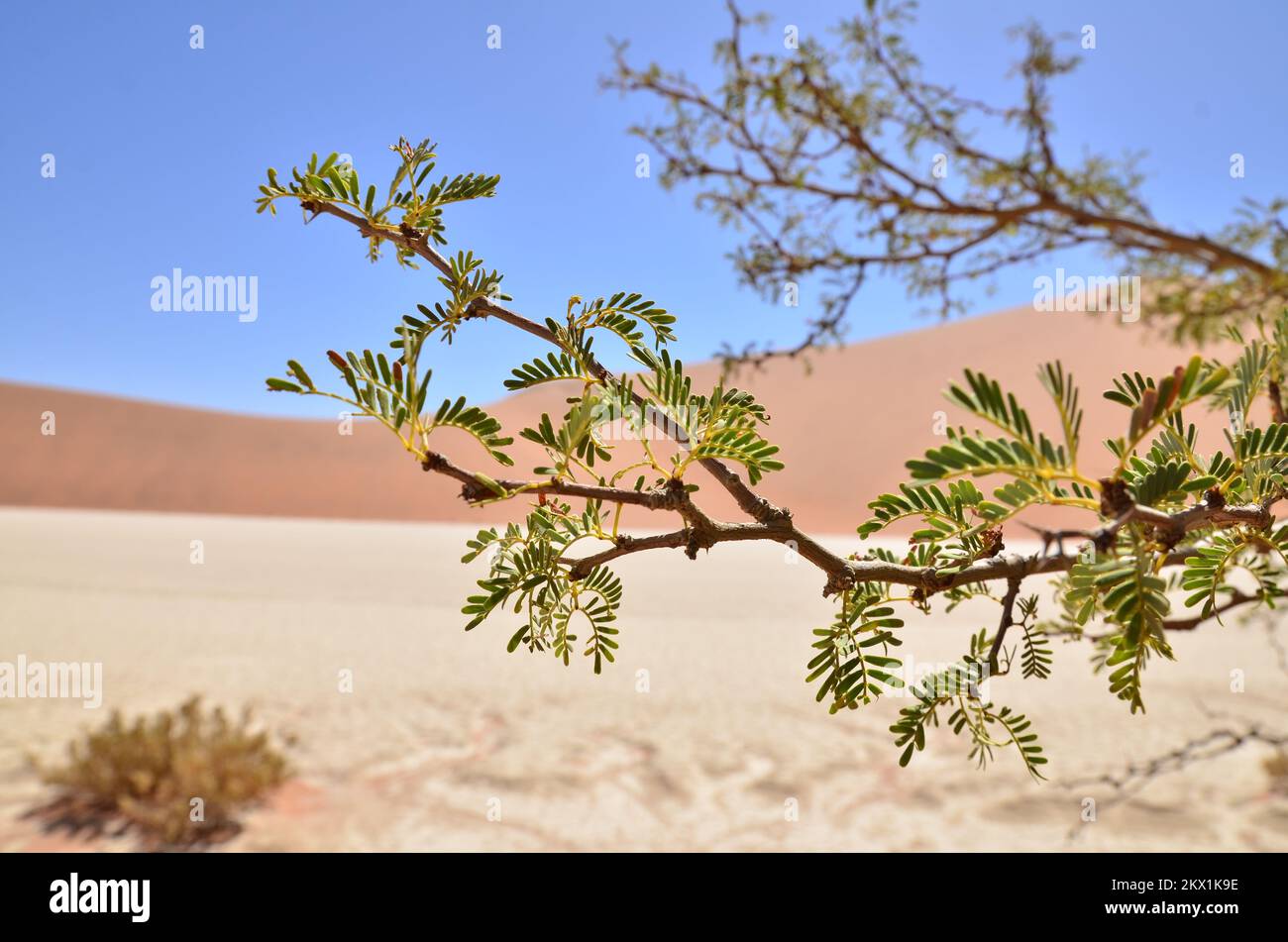 deadvlei sossusvlei Trockenpfannen Wüste Sand dunde Namibia Afrika Stockfoto