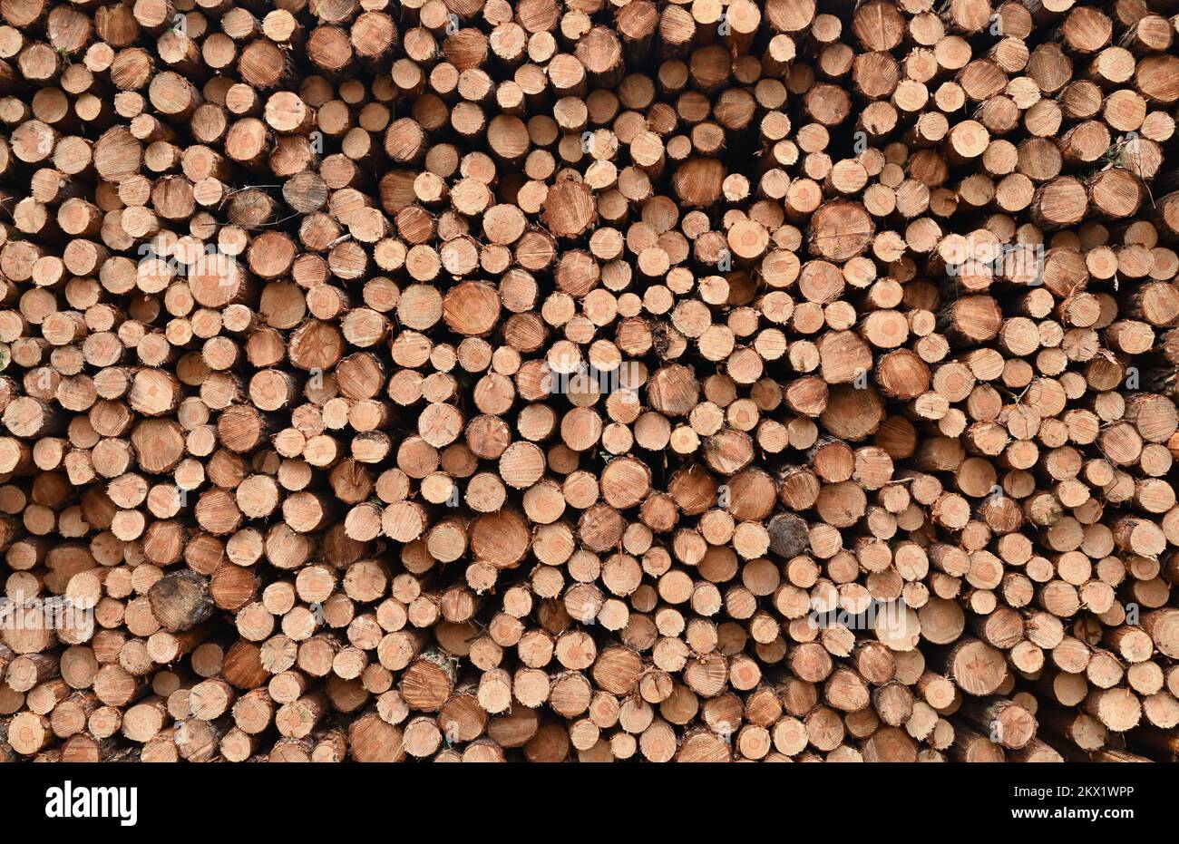 30. November 2022, Brandenburg, Lübben: Gefalzte Kiefernstämme liegen auf einem Haufen in einem Kiefernwald. Nach Angaben des Brandenburger Ministeriums für Landwirtschaft, Umwelt und Klimaschutz (MLUK) verfügt der Bundesstaat Brandenburg über eine Waldfläche von rund 1,1 Millionen Hektar. Das sind 37 Prozent der Landfläche des Staates. Damit ist Brandenburg einer der am dichtesten bewaldeten Bundesstaaten Deutschlands. Zwei Drittel dieses Waldes gehören Privateigentümern und ein Viertel dem Staat Brandenburg. Die Wälder Brandenburgs werden von Kiefern dominiert. Foto: Patrick Pleul/dpa Stockfoto