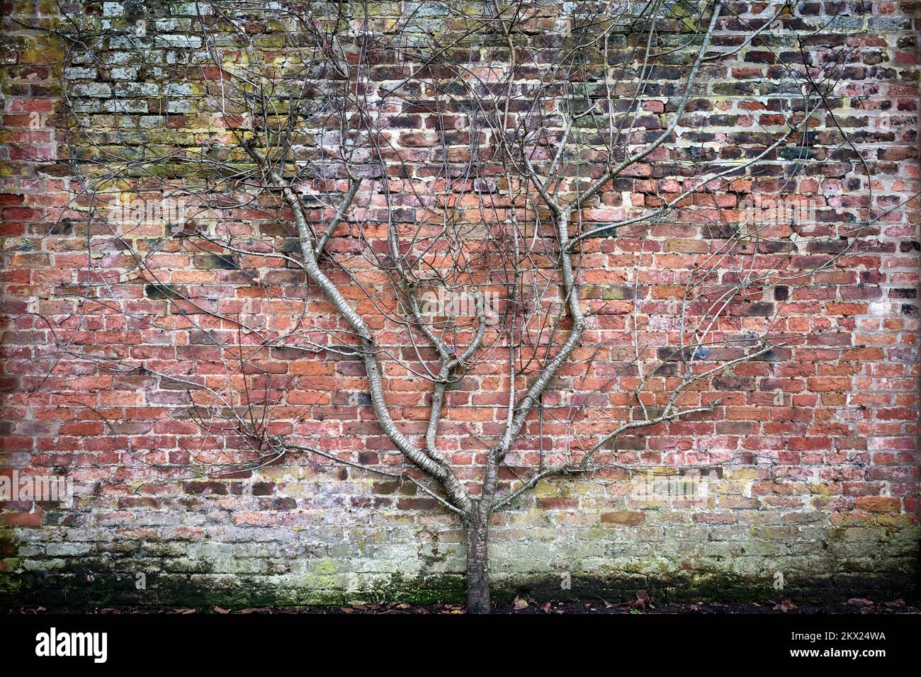 Arley Hall und Gartenbaum an der Wand Stockfoto