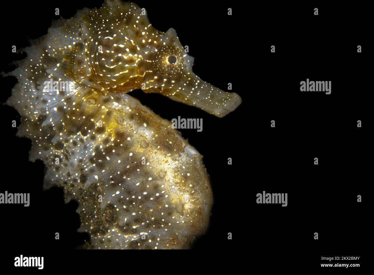 Hippocampus Gattulatus seepferdchen im Mittelmeer Stockfoto