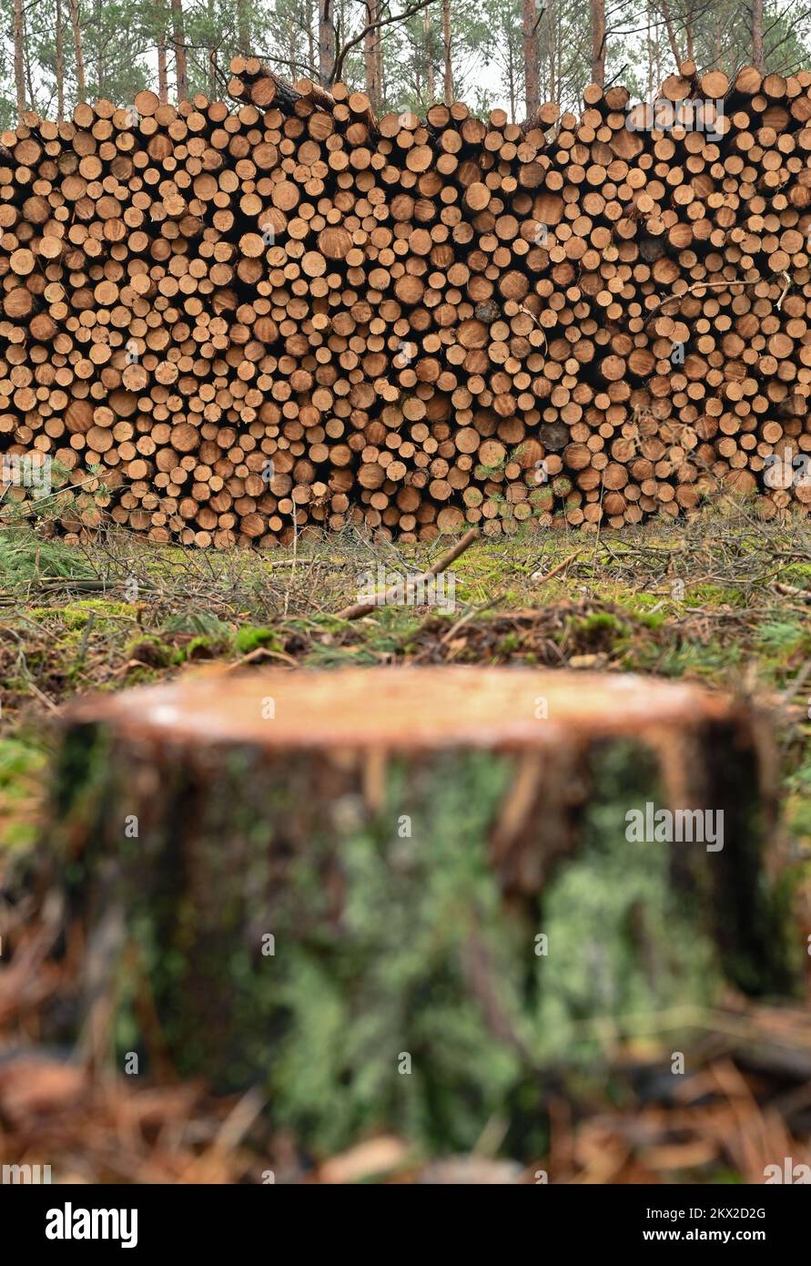 30. November 2022, Brandenburg, Lübben: Gefalzte Kiefernstämme liegen auf einem Haufen in einem Kiefernwald. Nach Angaben des Brandenburger Ministeriums für Landwirtschaft, Umwelt und Klimaschutz (MLUK) verfügt der Bundesstaat Brandenburg über eine Waldfläche von rund 1,1 Millionen Hektar. Das sind 37 Prozent der Landfläche des Staates. Damit ist Brandenburg einer der am dichtesten bewaldeten Bundesstaaten Deutschlands. Zwei Drittel dieses Waldes gehören Privateigentümern und ein Viertel dem Staat Brandenburg. Die Wälder Brandenburgs werden von Kiefern dominiert. Foto: Patrick Pleul/dpa Stockfoto