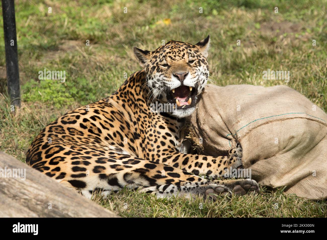 05.10.2017., Kroatien, Osijek - ZOO Garten Osijek, Jaguar Micica ist nach verfügbaren Informationen das älteste in Gefangenschaft gehaltene Tier seiner Art in der Welt. Micica ist 29 Jahre und sieben Monate alt. Sie kam aus Südafrika nach Kroatien. Foto: Dubravka Petric/PIXSELL Stockfoto